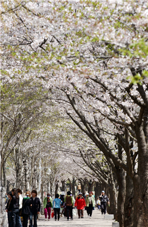 ▲ 지난해 인천대공원 벚꽃 만개 모습