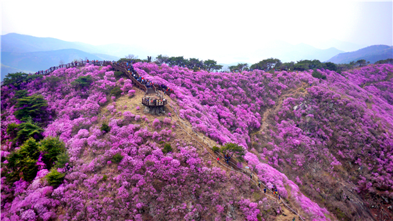 ▲고려산 진달래 만개 모습. 이 곳은 연분홍빛 꽃 물결을 찾아 매년 40만 명 이상이 찾는다. 