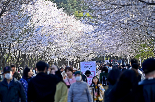 ▲올 벚꽃 축제에도 많은 시민들이 참석해 '인산인해'를 이뤘다.