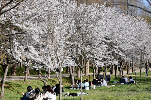 ▲ 대공원  벚꽃 나무 아래서 친구, 가족들과 사색하는 인천 시민들